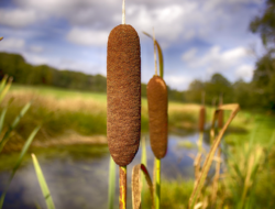 The Wisdom of the Wild: Vital Plants Every Backpacker Ought to Recognise